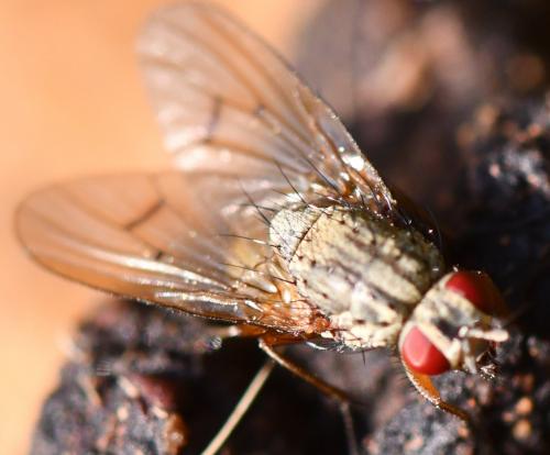 Helina impuncta